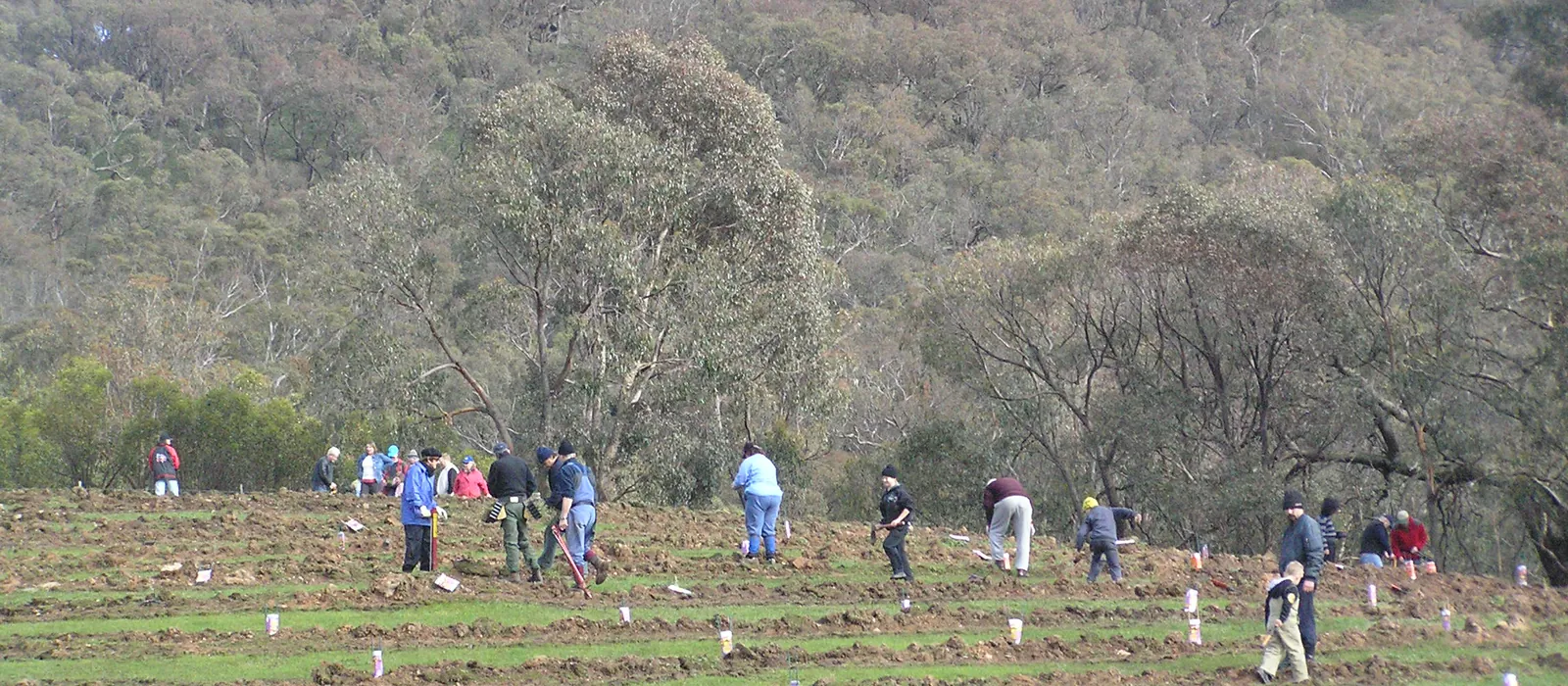 Volunteers spread across rows of new tree guards on a cleared hillside at a Glenaroua planting day, bush on the ridge above.