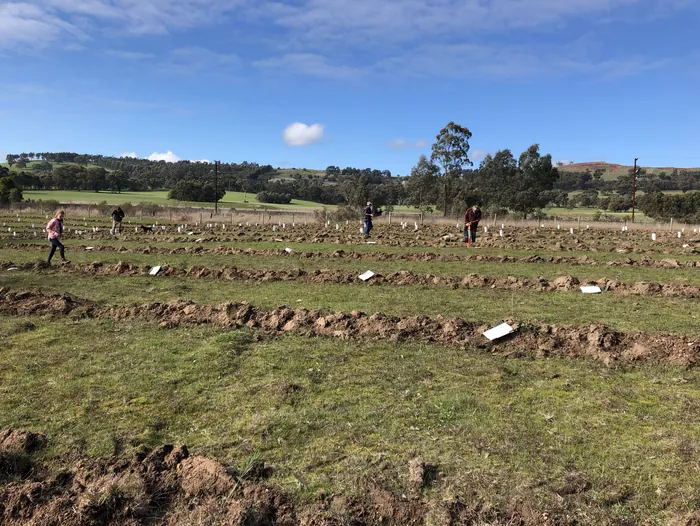 Ripped planting lines across a paddock, with planters spread out along them and hills behind.