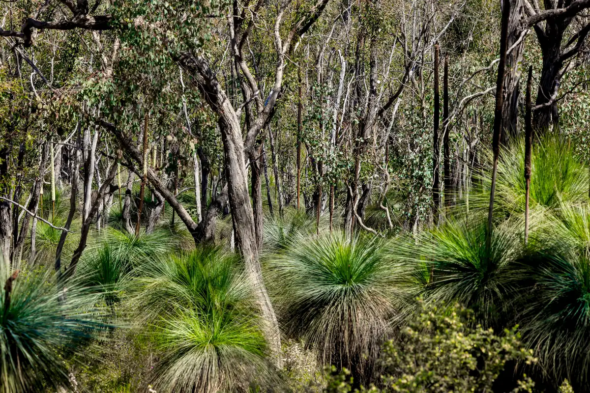 Grass trees with full green skirts crowded under tall eucalypts on a rise above Reedy Lake.