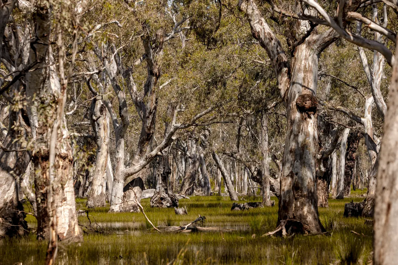 Old river red gums standing in shallow water at Reedy Lake, fallen limbs and green reeds among their trunks.