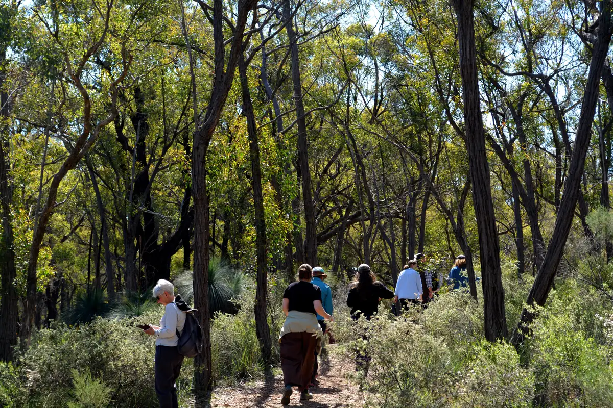 A line of walkers in hats on a narrow track through open forest at Reedy Lake, wildflowers and young grass trees on either side.