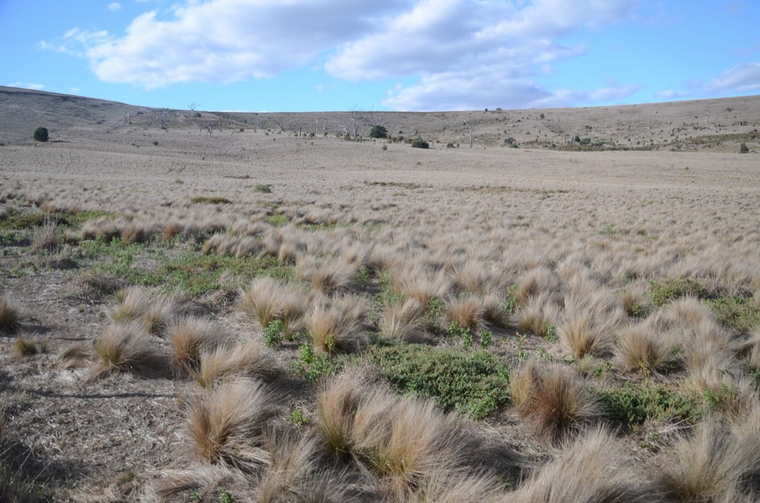 A paddock of serrated tussock in seed, the flowering heads giving the whole paddock a purple tinge. Photograph: Victorian Serrated Tussock Working Party.