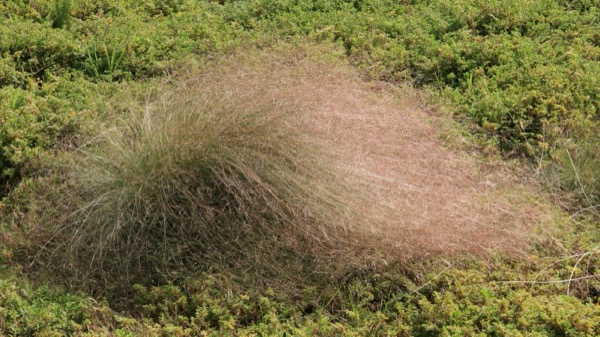 One mature serrated tussock plant in seed, its heads weeping to the ground. Photograph: Victorian Serrated Tussock Working Party.